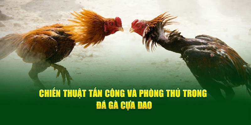Chiến thuật tấn công và phòng thủ trong đá gà cựa dao