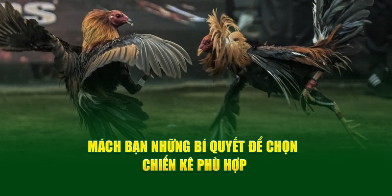 Mách bạn những bí quyết để chọn chiến kê phù hợp